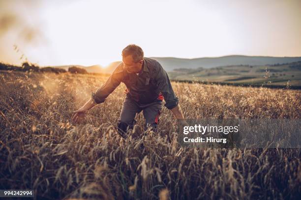 senior farm worker examining wheat crops field - organic farm stock pictures, royalty-free photos & images