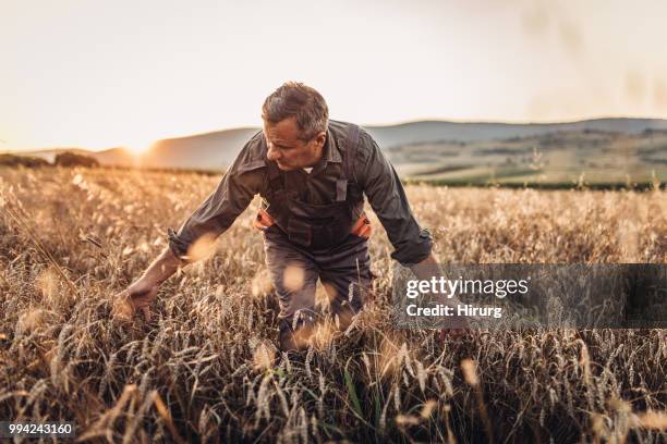 senior farm worker examining wheat crops field - farmer dawn stock pictures, royalty-free photos & images