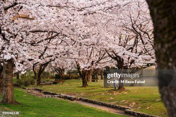 the tourist takes photo of cherry blossom flowers - faisal stock pictures, royalty-free photos & images