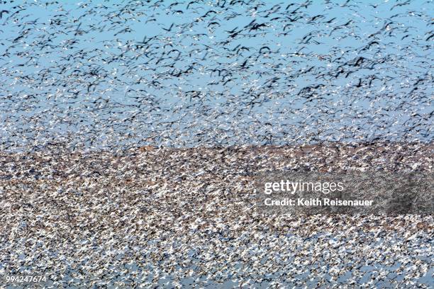 oh, the humanity - abundance stock pictures, royalty-free photos & images