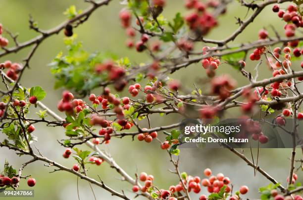 red and green - doron stock pictures, royalty-free photos & images