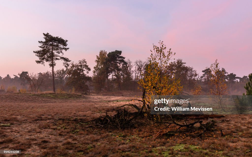 Misty Autumn Twilight