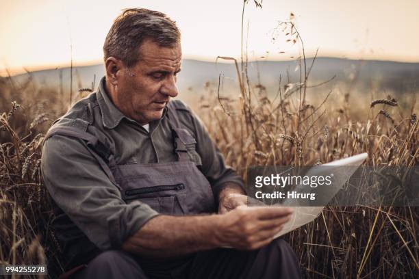 empresario agricultor es en un campo de trigo maduro y tiene una laptop en sus manos. - ear golden fotografías e imágenes de stock