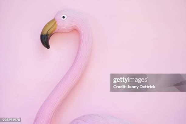 pink flamingo - tierhals stock-fotos und bilder