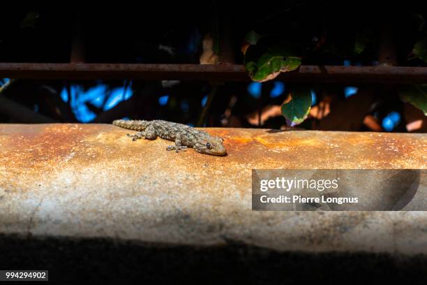 tarentola mauritanica is a species of gecko found on the wall of provence and the french riviera. this one in taking the sprintimne sun on a wall covered with fence rust - tarentola stock pictures, royalty-free photos & images