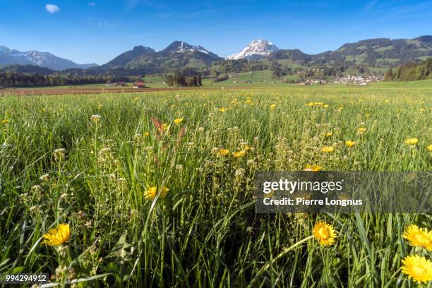 alpine meadow with yellow dandelions flowers and flowery grass that causes allergy to some. snowcapped moleson mountain (2002m) visible. - fribourg canton stock pictures, royalty-free photos & images