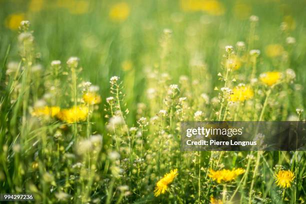 alpine meadow with yellow dandelions flowers and flowery grass that causes allergy to some. snowcapped moleson mountain (2002m) visible. - allergie stockfoto's en -beelden