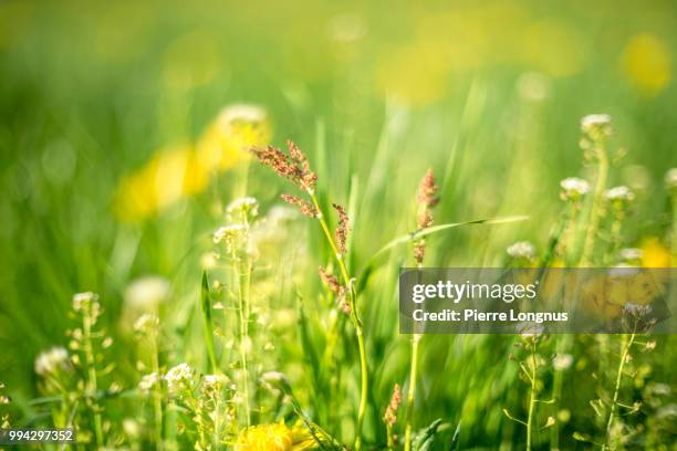 alpine meadow with yellow dandelions flowers and flowery grass that causes allergy to some. - grass pollen stock pictures, royalty-free photos & images