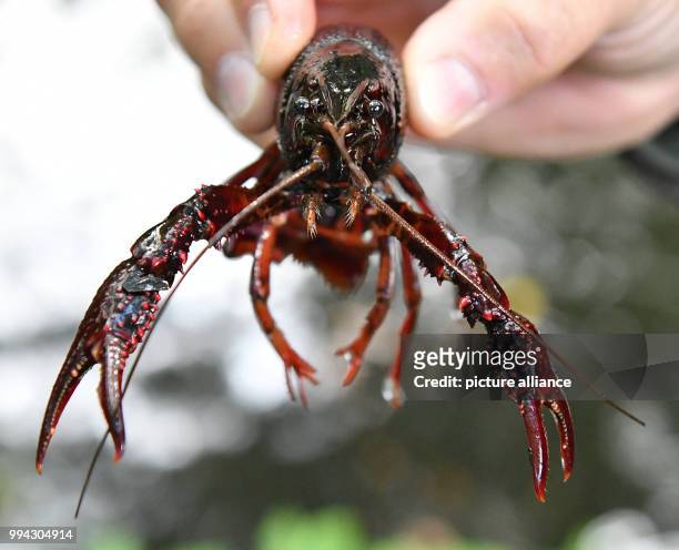Dpatop - A man holding a swamp crayfish in the Tiergarten park in Berlin, Germany, 15 September 2017. So far, more than 3,000 of the invasive species...