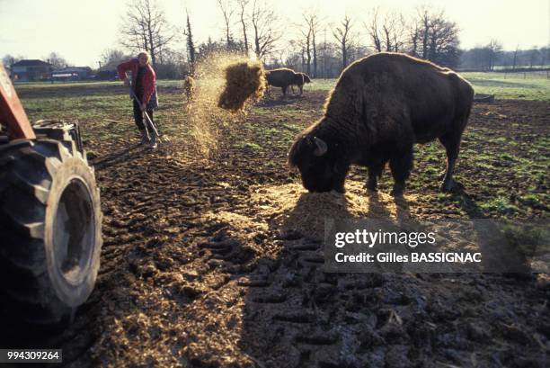 Elevage de bisons destinés à la viande de boucherie en mars 1990 à Bellac dans le Limouisin, France.