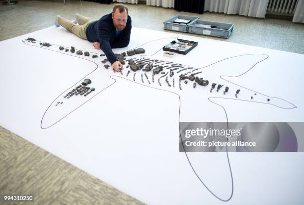 Sven Sachs, a paleo-herpetologist, placing bone fragments of an Arminisaurus schuberti on a sketch at the Natural History Museum in Bielefeld,...