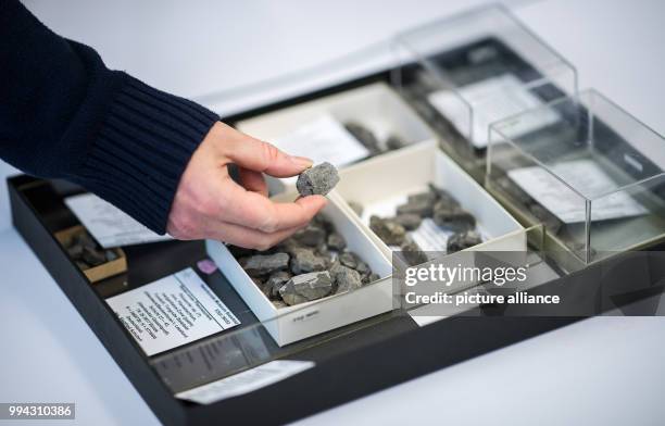 Sven Sachs, a paleo-herpetologist, removing bone fragments of an Arminisaurus schuberti from a box at the Natural History Museum in Bielefeld,...