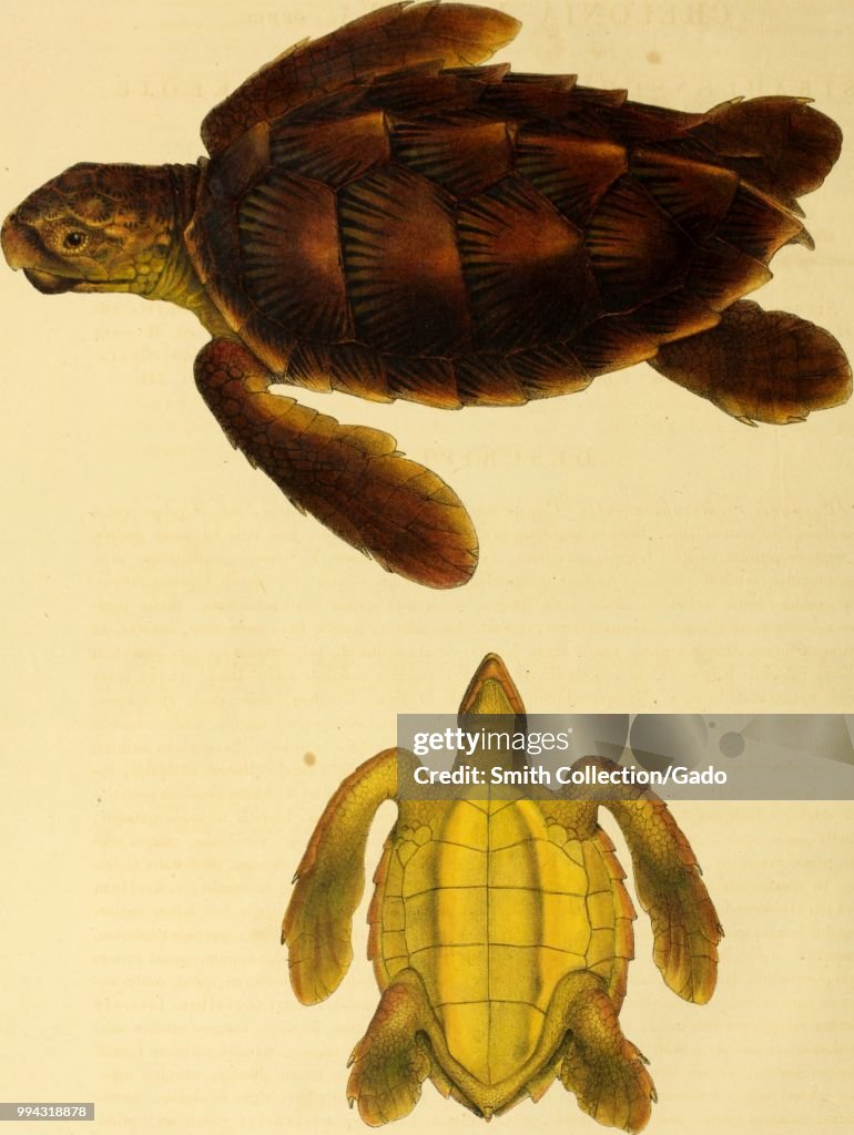 Green Sea Turtle