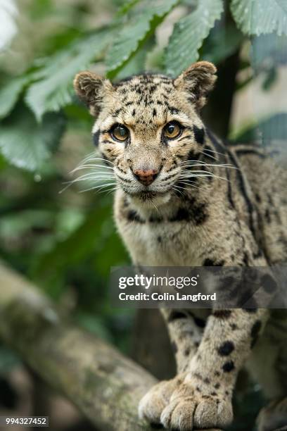 clouded leopard - clouded leopard stock-fotos und bilder