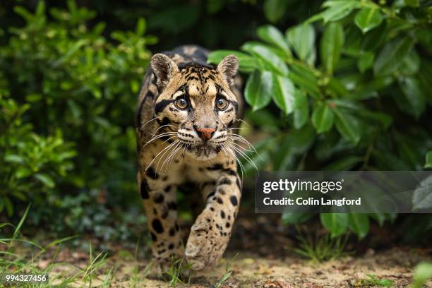 Legopard 692 Leopard Wood Stock Photos, High-Res Pictures, and Images - Getty Images