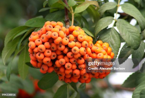 rowan - rowanberry stock pictures, royalty-free photos & images