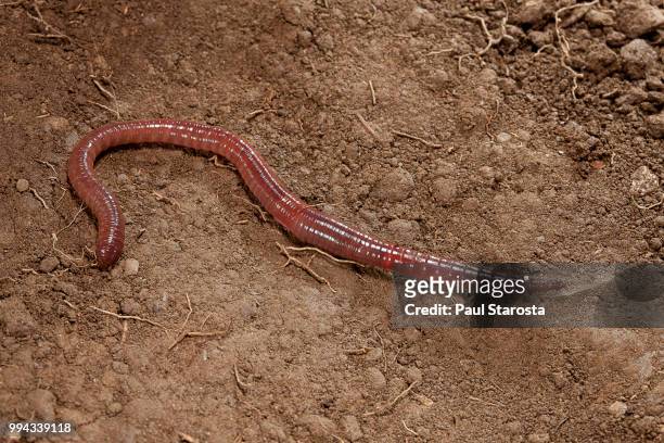 lumbricus terrestris (common earthworm, lob worm) - nightcrawler film stock-fotos und bilder