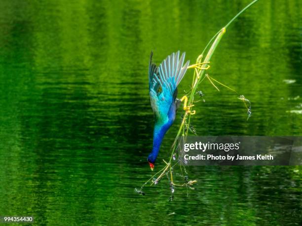 a brilliantly colored purple gallinule perches precariously on a slender reed trying to reach the last bite. - tierhals stock-fotos und bilder