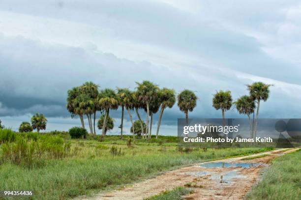 a country road leads past a small grove of palms in rural florida. - cordyline stockfoto's en -beelden