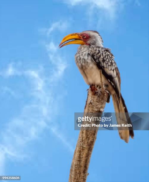 the southern yellow billed hornbill is a type of hornbill quite common in southern africa. - quitte foto e immagini stock