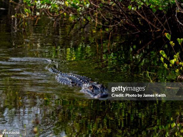 a alligator swims past in shark valley, florida everglades - everglades national park fotografías e imágenes de stock