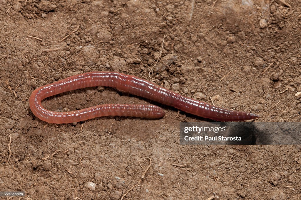 Lumbricus terrestris (common earthworm, lob worm)