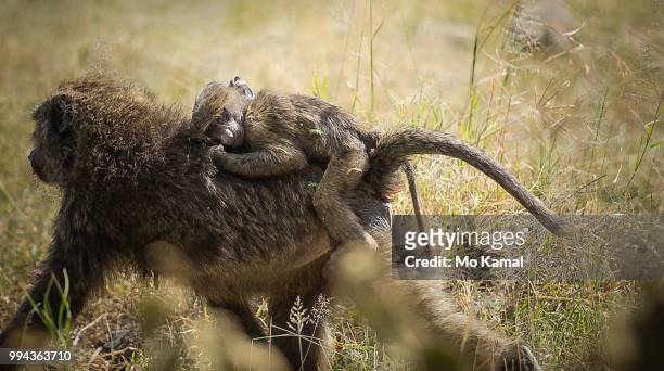 monkey on my back - giant anteater stock pictures, royalty-free photos & images