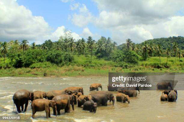 asian elephant herd - スリランカゾウ ストックフォトと画像