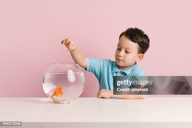 enfant mignon est nourrir son poisson rouge. - bocal poisson photos et images de collection