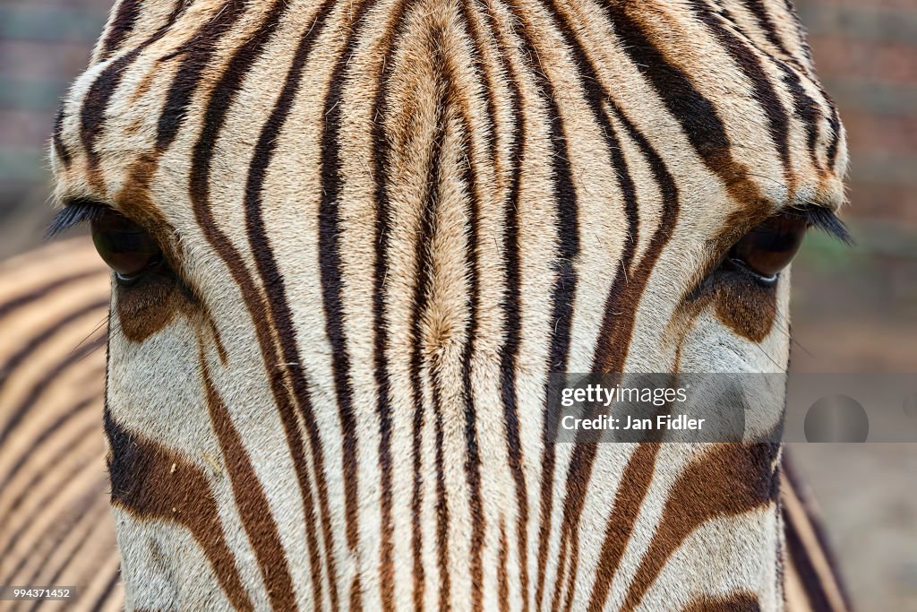 Zebra head close-up