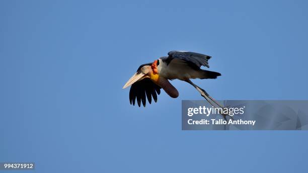 greater adjutant stork - tallo 個照片及圖片檔