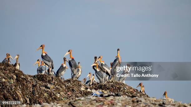 the greater adjutant stork perching in the assam kamrup district of india. - tallo 個照片及圖片檔