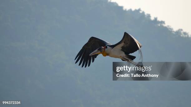 greater adjutant stork - tallo 個照片及圖片檔