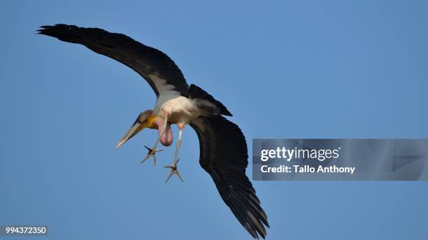 greater adjutant stork - tallo 個照片及圖片檔