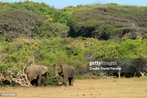 a pair of asian elephants - スリランカゾウ ストックフォトと画像