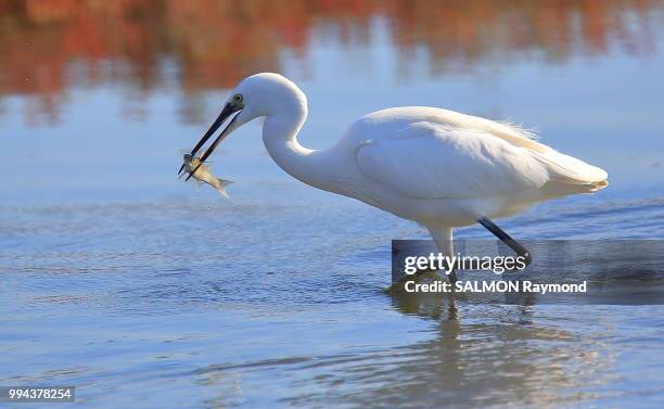 egret - little egret (egretta garzetta) stock pictures, royalty-free photos & images