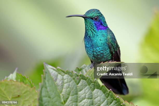 rest time - colibri stock pictures, royalty-free photos & images