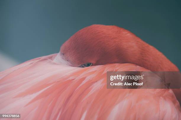 flamingo - alac stock-fotos und bilder