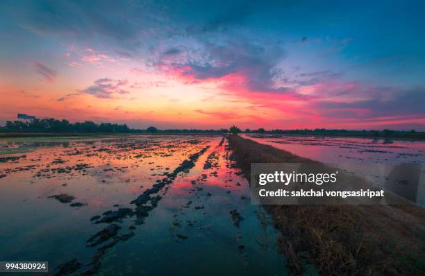 reflection in water at farm against dramatic sky during sunset, thailand - pathum thani stock pictures, royalty-free photos & images