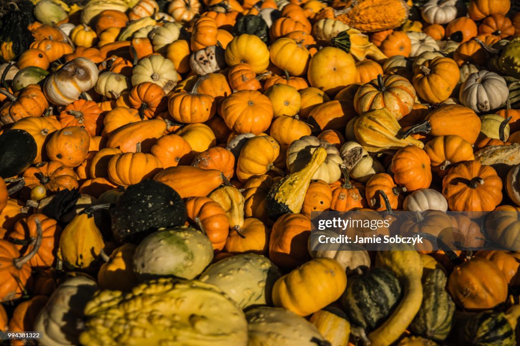 Mini Pumpkins