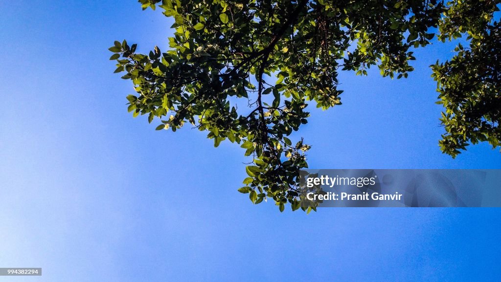 Leaves In The Sky