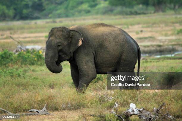 an asian elephant wandering in the savannah plains at yala national park - sri lankan elephant stock pictures, royalty-free photos & images