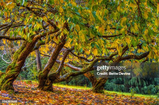 cherry trees - blette stock-fotos und bilder