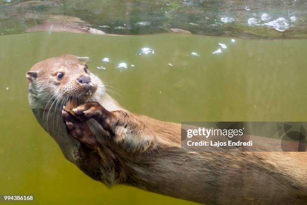 happy swimming - european otter stock pictures, royalty-free photos & images