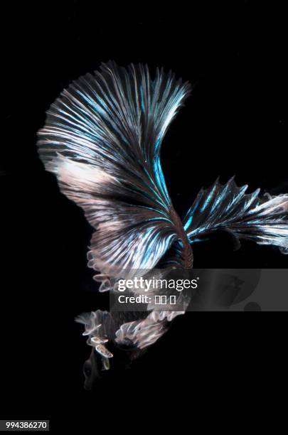 siamese fighting fish - fighting fish stock pictures, royalty-free photos & images
