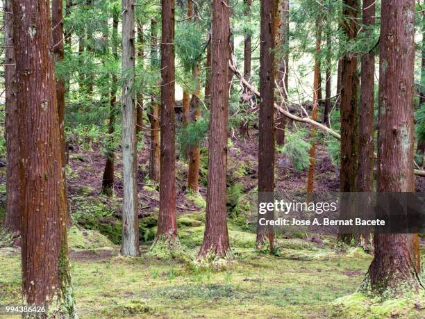 interior of a humid forest of big trees and trunks (cryptomeria japonica) in island of terceira, azores islands, portugal. - cryptomeria japonica stock pictures, royalty-free photos & images