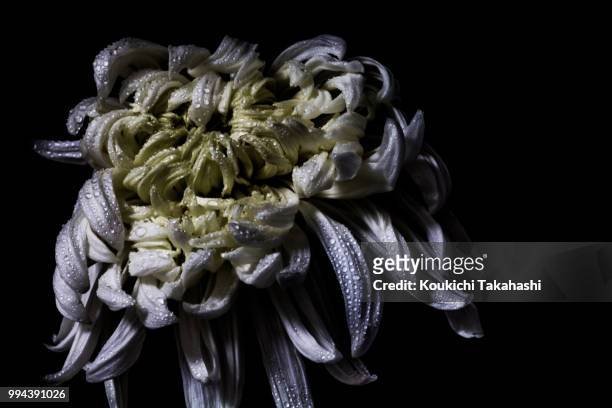 chrysanthemum - https://500px.com/photo/130956049/ - koukichi fotografías e imágenes de stock