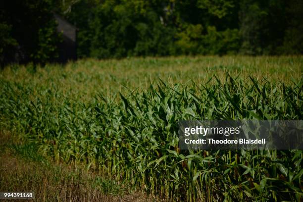 fields by the farm - theodore stock pictures, royalty-free photos & images