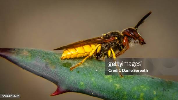 wasp taking a breather... - african wasp stock pictures, royalty-free photos & images