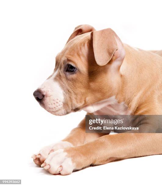 american pit bull terrier puppy isolated on white - american pit bull terrier stock-fotos und bilder